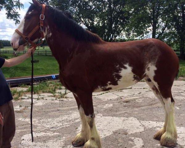 Zuchtstute Westerdale Jill (Clydesdale, 2012, von Cedarlane Carter)