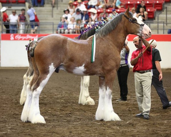 stallion Westerdale Ideal Legacy (Clydesdale, 2014, from Willow Way Ideal)