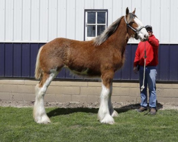 horse Westerdale Ideal Avalina (Clydesdale, 2019, from Westerdale Ideal Legacy)