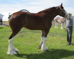 horse Westerdale Jubilee Hilda (Clydesdale, 2008, from Boat Legend Jubilee)