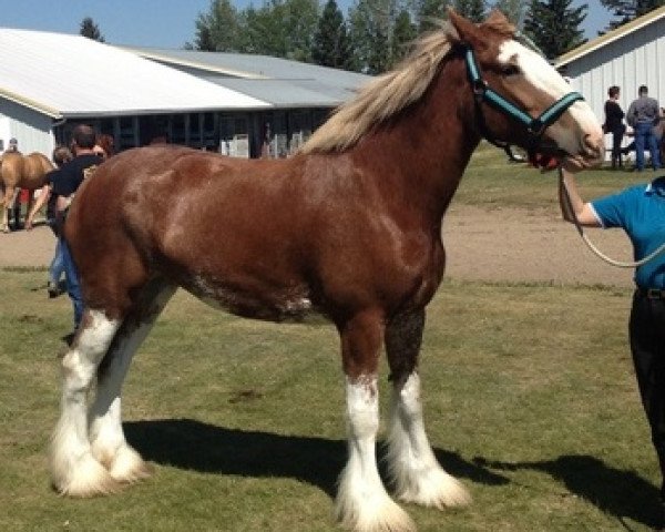 Zuchtstute Westerdale Haley (Clydesdale, 2008, von Kenbar Sir Wallace)