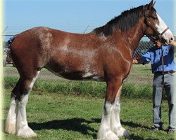 Zuchtstute Westerdale Dagne (Clydesdale, 2011, von Boat Legend Jubilee)