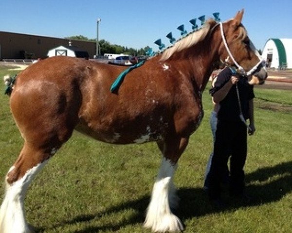 horse Westerdale Cayle (Clydesdale, 2009, from Kenbar Sir Wallace)