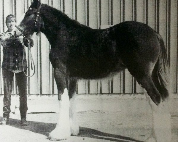 Zuchtstute Westerdale Brandy (Clydesdale, 1998, von Belleau Annett's Adam)