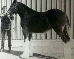 Zuchtstute Westerdale Brandy (Clydesdale, 1998, von Belleau Annett's Adam)