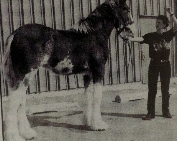 broodmare Westerdale Chelley (Clydesdale, 1998, from Belleau Annett's Adam)