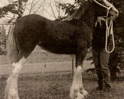 Pferd Westerdale Ariel (Clydesdale, 2003, von Windy Ridge Mckenzie)