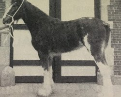 Zuchtstute Westerdale Allie (Clydesdale, 1987, von Westerdale Ideal)