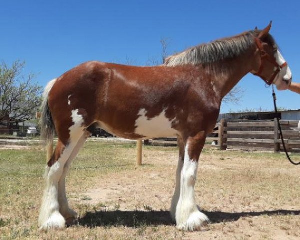 Pferd Westedge Zoe (Clydesdale, 2015, von Westedge Torrent)