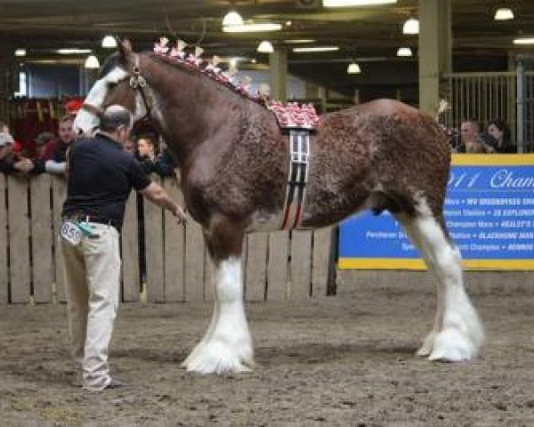 stallion Westedge Yasar (Clydesdale, 2014, from Aghadowey Prince William)