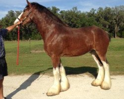 Pferd Westedge Wyatt (Clydesdale, 2012, von Birky's Pride Preludes Royal Scott)