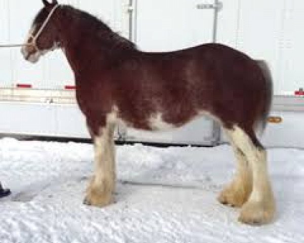 broodmare West Edge Peggy (Clydesdale, 2005, from Sky Classic 33215)