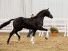 dressage horse Foret Noire (Hanoverian, 2015, from Finest)