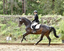 dressage horse C'Est Fantastique (Mecklenburg, 2012, from Count Up)