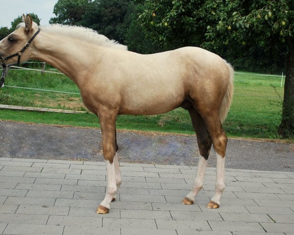 dressage horse Dein Glück 3 (German Riding Pony, 2016, from D-Day AT)