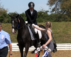 dressage horse Fidschi 7 (Hanoverian, 2016, from Fürst Belissaro)