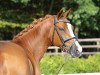 dressage horse QC Cracker Dundee (German Riding Pony, 2010, from FS Cracker Jack)