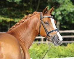 dressage horse QC Cracker Dundee (German Riding Pony, 2010, from FS Cracker Jack)