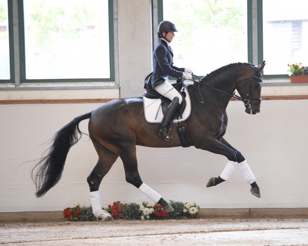 stallion Quinn 47 (German Sport Horse, 2013, from Quaterback)