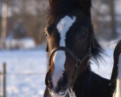 Springpferd Cool Marry (Westfale, 2020, von Comme Prevu)