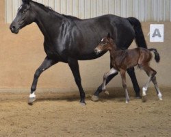 dressage horse Totally Brightness (Hanoverian, 2018, from Total Spezial)