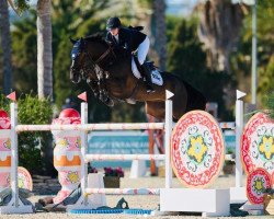 Springpferd Guardian (Belgisches Warmblut, 2012, von Nabab de Rêve)