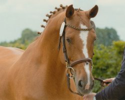 broodmare Scarlita (Holsteiner, 2002, from Coriano)