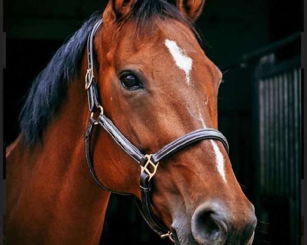 broodmare Alexa (Württemberger, 2004, from Araconit)
