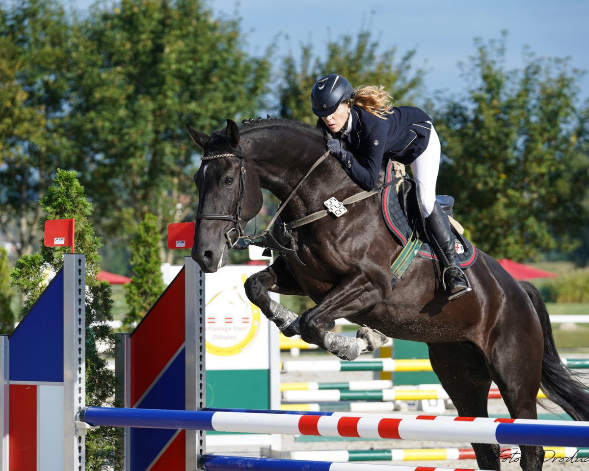 jumper Kanani (Oldenburg show jumper, 2015, from Kannan)