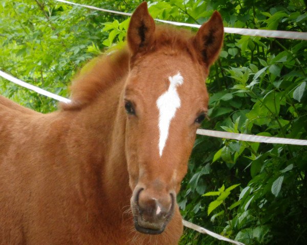 Pferd Bella Gracia (Deutsches Reitpony, 2016)