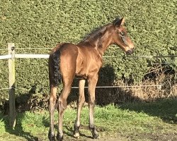 dressage horse Felicius B (Westphalian, 2021, from For Gold OLD)