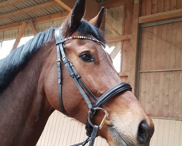 broodmare Galanza (KWPN (Royal Dutch Sporthorse), 2011, from Citango 2)