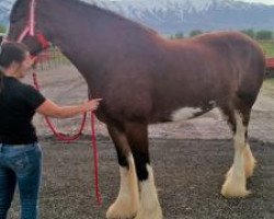 Pferd Westedge Ultrabell (Clydesdale, 2010, von Birky's Pride Preludes Royal Scott)