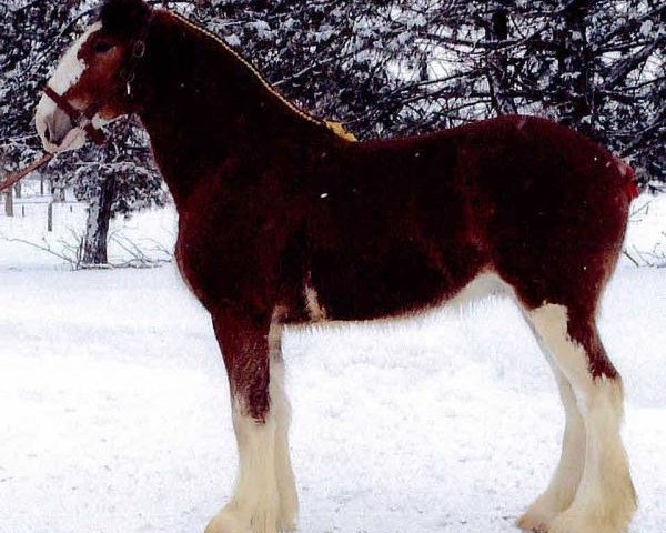 Pferd Westedge Victor (Clydesdale, 2011, von Aghadowey Prince William)