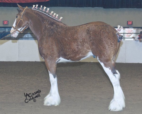 Pferd Westedge Trademark (Clydesdale, 2009, von Aghadowey Prince William)