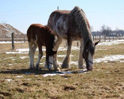 broodmare Westedge Scarlet (Clydesdale, 2008, from Aghadowey Prince William)