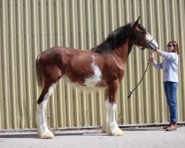 Pferd Westedge Bailey (Clydesdale, 2017, von Birky's Pride Nicodemus)