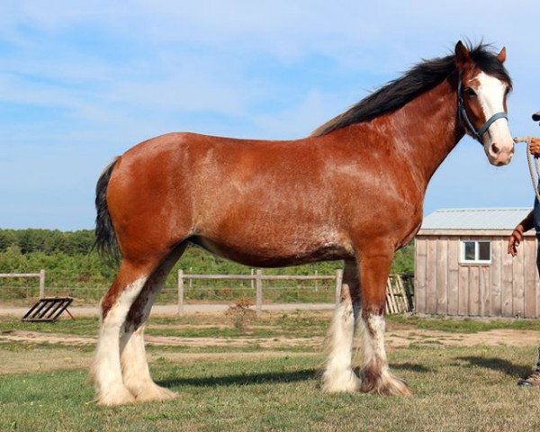 Zuchtstute Westedge Raychel (Clydesdale, 2007, von Thistle Ridge Eaton Venture)