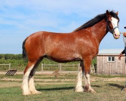 Zuchtstute Westedge Raychel (Clydesdale, 2007, von Thistle Ridge Eaton Venture)