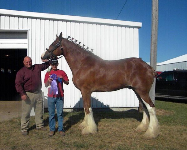 Pferd Westedge Quinn (Clydesdale, 2006, von Aghadowey Prince William)