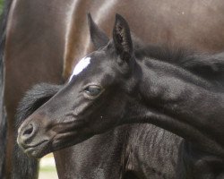 broodmare Be my girl W (Westphalian, 2016, from Bonaparte N AA)