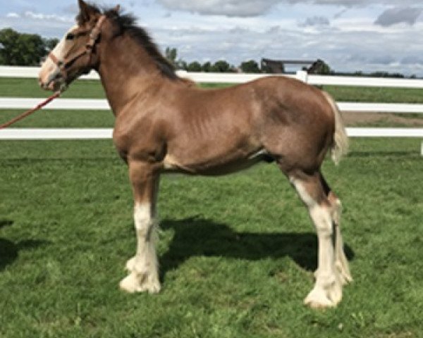 Pferd Westedge Cruze (Clydesdale, 2018, von Birky's Pride Nicodemus)