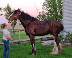 Pferd Welsh's Big and Rich (Clydesdale, 2008, von Twin Creek Victor's Top Gun)