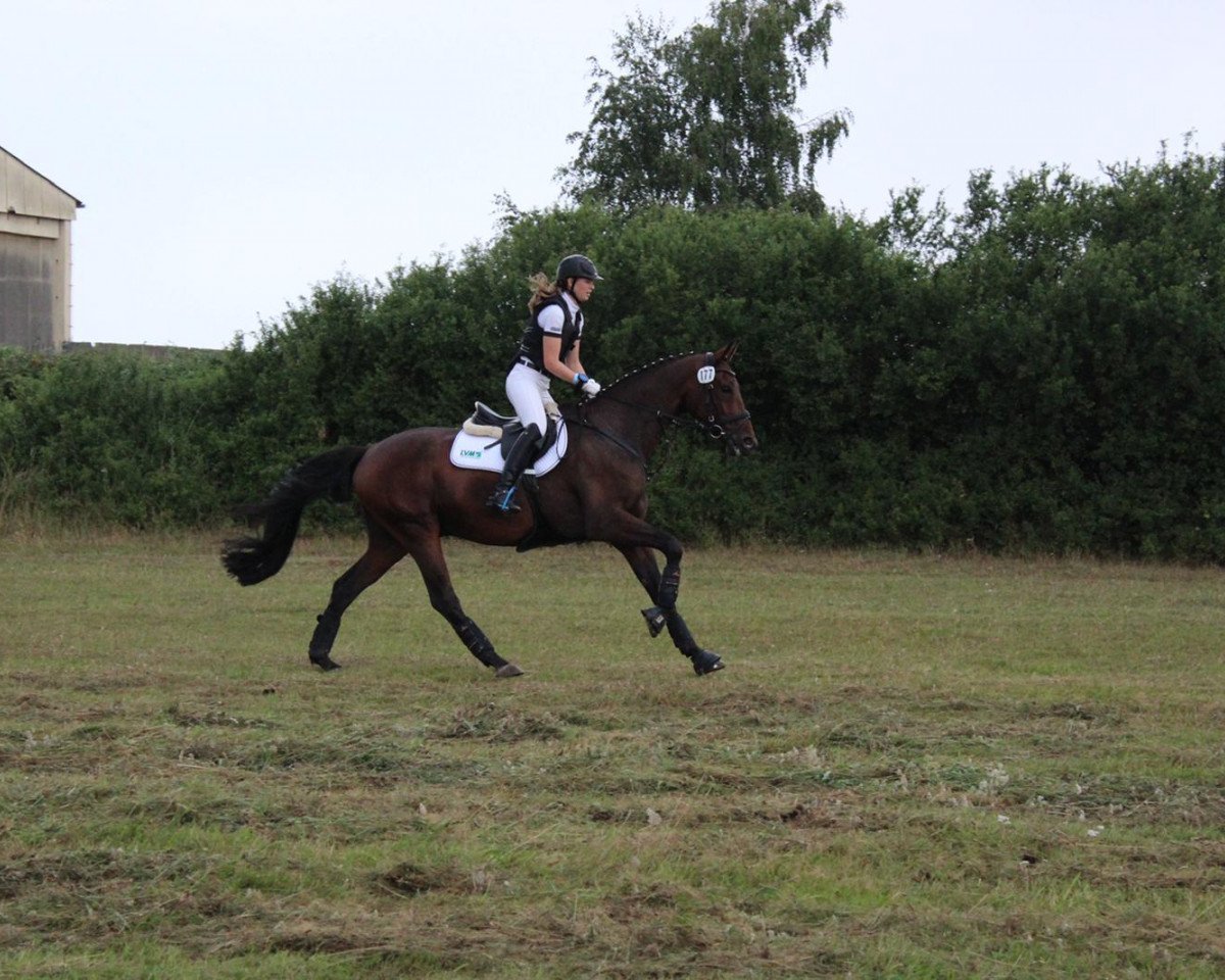 dressage horse Feliciano 57 (Mecklenburg, 2013, from For Romance I)