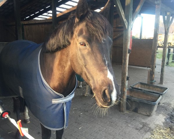 jumper Philharmonie (German Riding Pony, 2001, from Neckar)