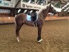 dressage horse Tackmanns Dark Frederic (German Sport Horse, 2013, from Don Frederic 3)