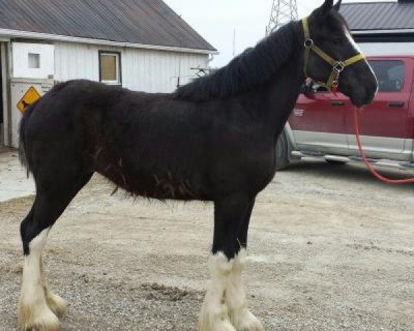 horse Weidmans View Dotty (Clydesdale, 2014, from Donegal Double Dot Big Ben)