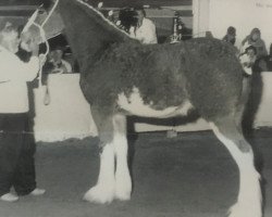 Zuchtstute Weidman's View Katie (Clydesdale, 1995, von Solomon's Royal)