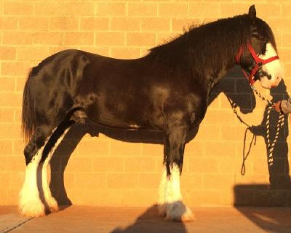 Deckhengst Weber's BJ Levi Lady (Clydesdale, 2010, von Donegal Black Jack)