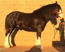 stallion Weber's BJ Levi Lady (Clydesdale, 2010, from Donegal Black Jack)